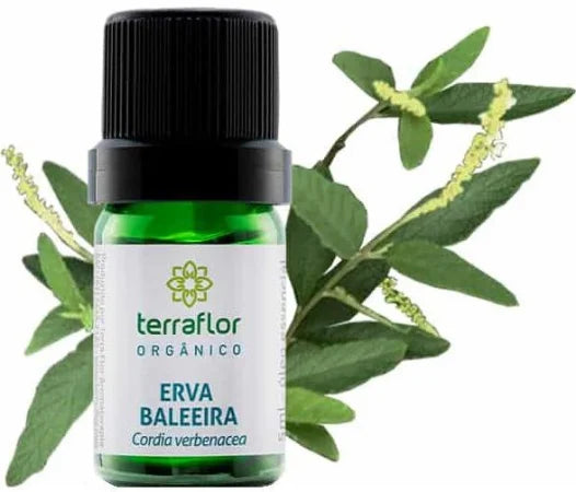Óleo Essencial de Erva Baleeira (Orgânico) Terra Flor - Frasco com 5ml - Mundo dos Óleos
