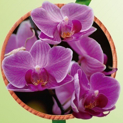 Extrato Oleoso de Orquídea - Mundo dos Óleos