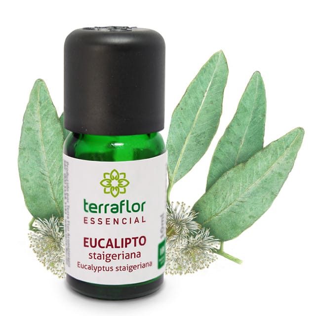 Óleo Essencial de Eucalipto Staigeriana - Terra Flor - Frasco com 10ml - Mundo dos Óleos