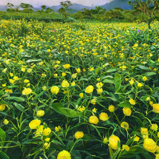 O que é a Fração no Óleo Essencial de Ylang Ylang?