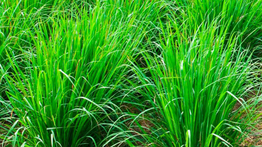 Receitas e Dicas: Óleo de Citronela - Spray Refrescante