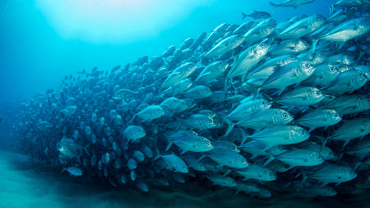 Óleo de Peixe: um oceano de benefícios para você!