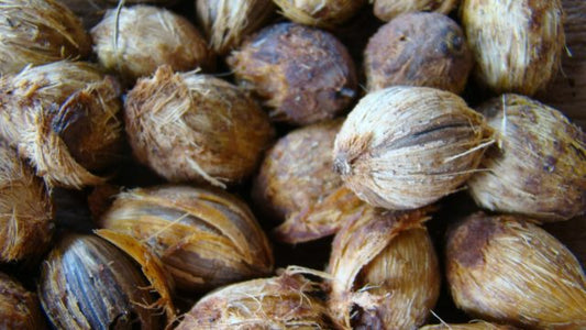 A onda agora é o Óleo de Licuri. Quer saber por que? Confira aqui!