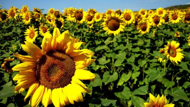 Óleo de Girassol: 4 Benefícios nobres da “Flor do Sol”!