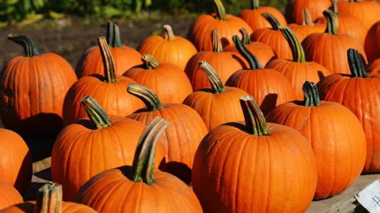 5 benefícios do Óleo de Semente de Abóbora que todo homem deve saber!