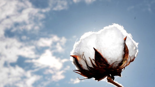 Óleo de Algodão aumenta a imunidade do corpo