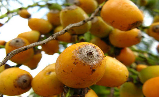 Saboroso e com Muitos Nutrientes, Óleo de Licuri Previne Doenças e tem usos Cosméticos
