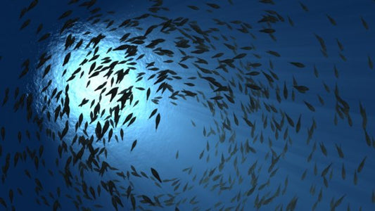 A força dos mares em forma de Óleo: Conheça os benefícios do Óleo de Peixe