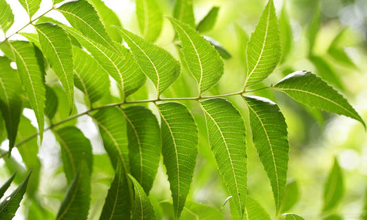 Xô Piolho! Elimine esse mal com Óleo de Neem