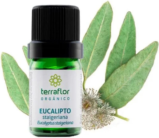 Óleo Essencial de Eucalipto Staigeriana (Orgânico) Terra Flor - Frasco com 5ml - Mundo dos Óleos