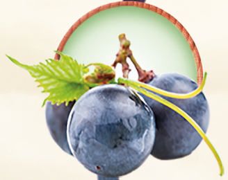 Óleo de Açai - Amazon Oil - Frasco com 1 Litro - Mundo dos Óleos