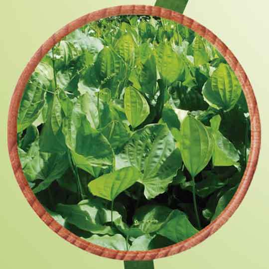 Extrato Oleoso de Chapéu de Couro - Mundo dos Óleos