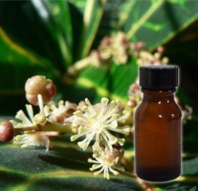 Óleo Essencial de Croton - Aromaaz - Frasco com 50ml - Mundo dos Óleos