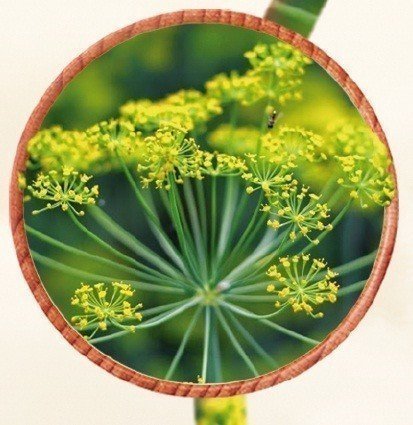 Óleo de Erva Doce - Mundo dos Óleos