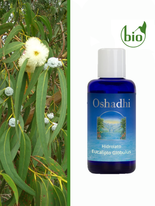 Hidrolato de Eucalipto Globulus - Oshadhi - Frasco com 100ml - Mundo dos Óleos