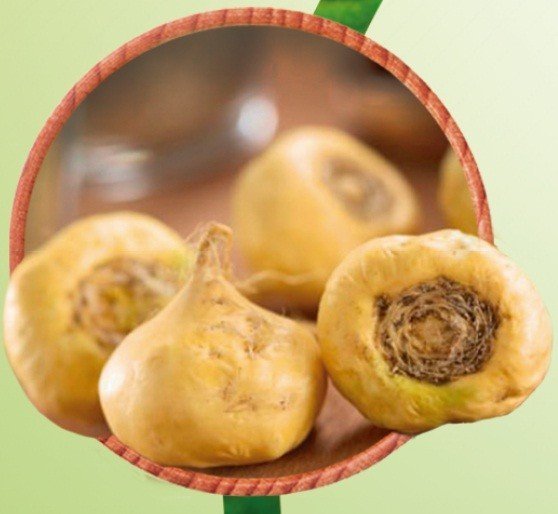 Extrato Oleoso de Maca Peruana - Mundo dos Óleos