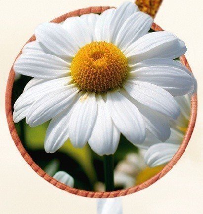 Óleo de Margarida Dourada - Mundo dos Óleos